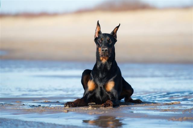 Doberman Dog Posing On The Beach