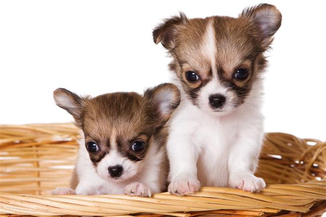 Several Cute Puppy Chihuahua
