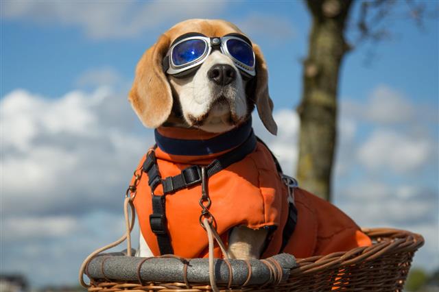 Beagle Dog Wearing Blue Flying Glasses
