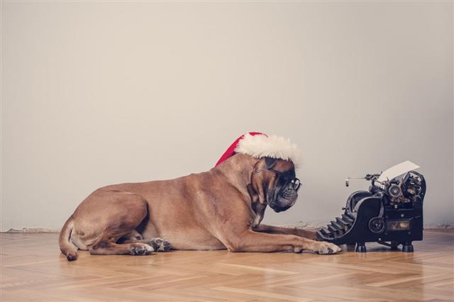 Dog With Santa Claus Hat