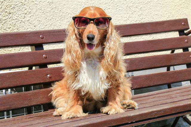 Modern Dog With Sunglasses