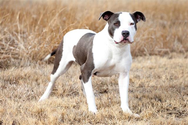White And Brown Pit Bull Retriever Dog