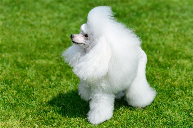 Miniature Poodle Standing On Green Field