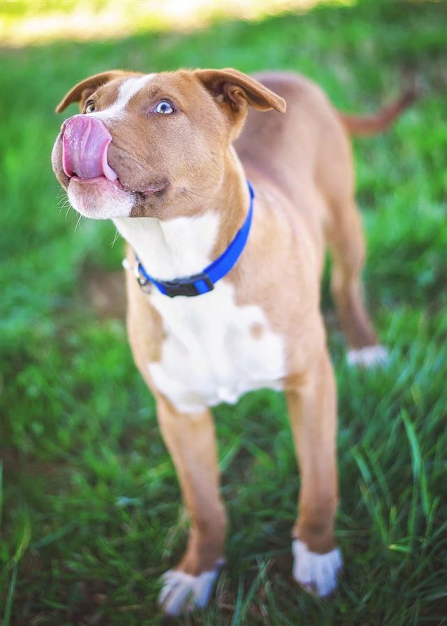 Pit Bull Puppy Licking Nose