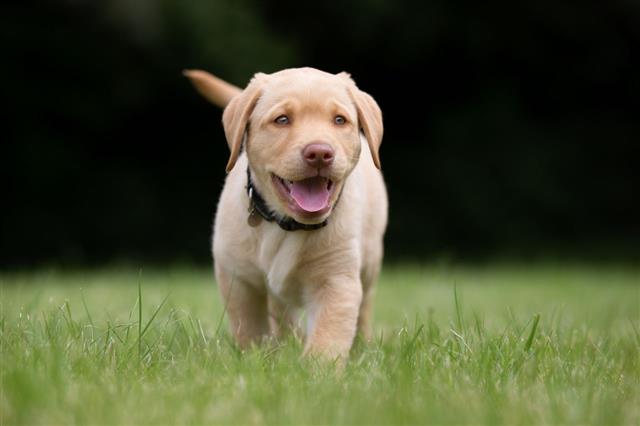 Happy Labrador Retriever Puppy