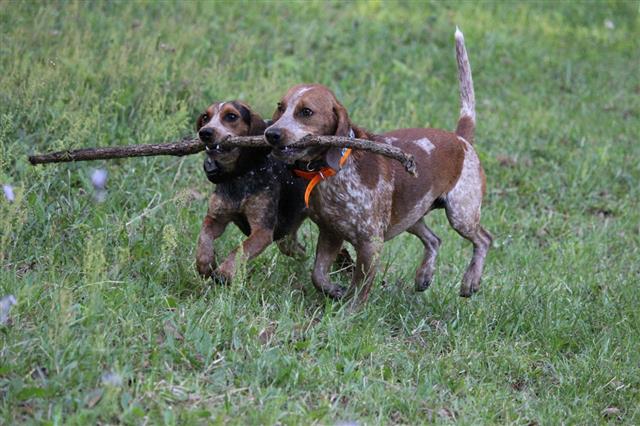 Beagle Working Together