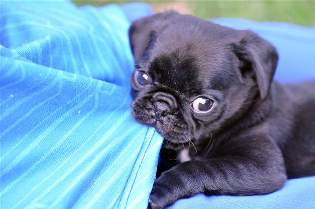 Young Black Pug Puppy Eating