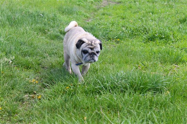 Pug Dog On Green Grass