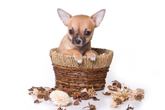 Chihuahua Puppy Dog In Basket