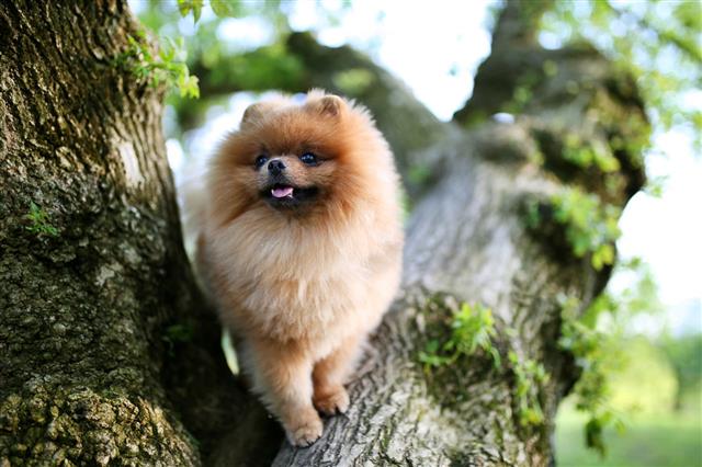 Pomeranian Dog On Tree