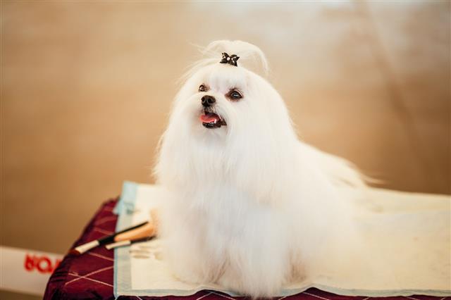 Cute Shih Tzu White Toy Dog