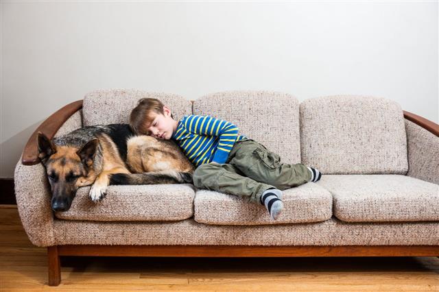 Napping On The Couch With A Pet