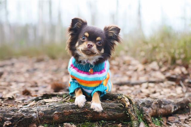 Chihuahua Dog In Knitted Sweater
