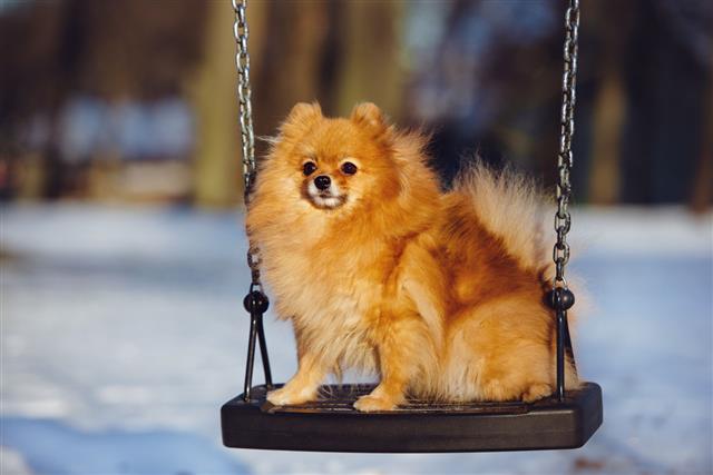 Pomeranian Spitz Dog On A Swing