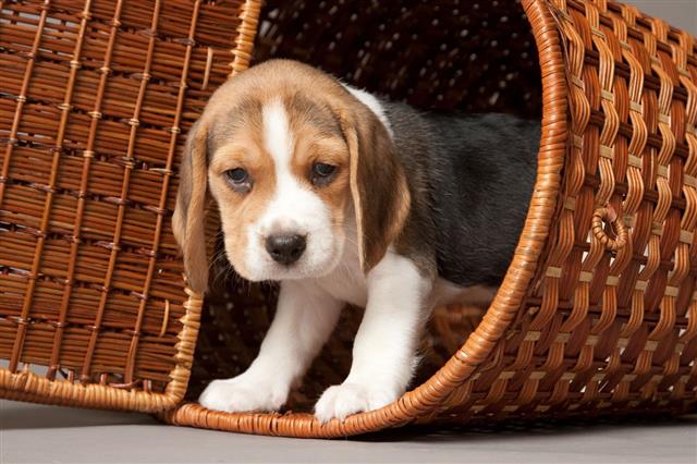 Beagle Puppy In Basket