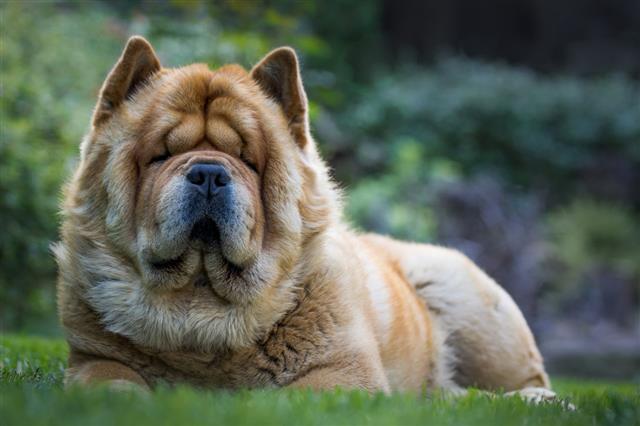 Adorable Chow Chow Dog