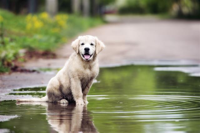 Golden Retriever Puppy Sitting In A Puddle