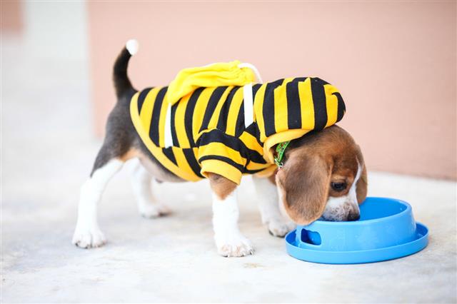 Little Puppy Beagle Drinking Water