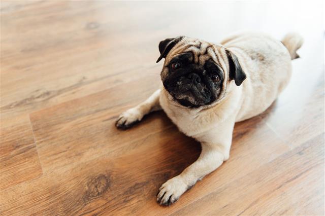 Pug On A Wooden Floor