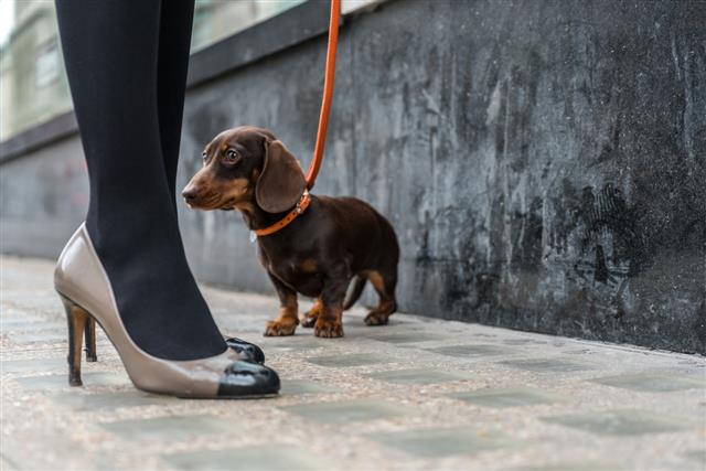 Low Section Of Woman With Dachshund