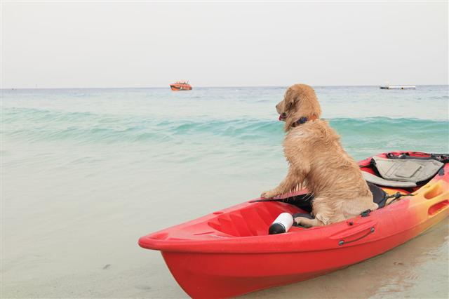 Dog Sit In Boat