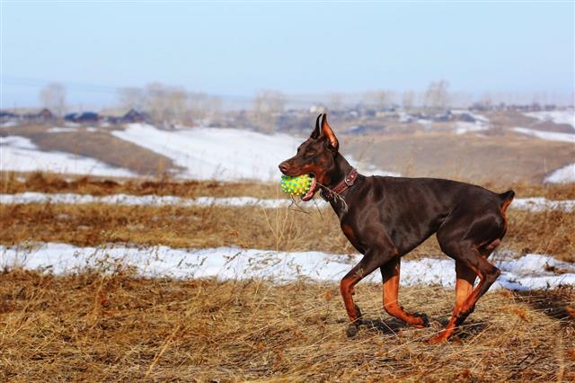Brown Doberman Playing With A Ball