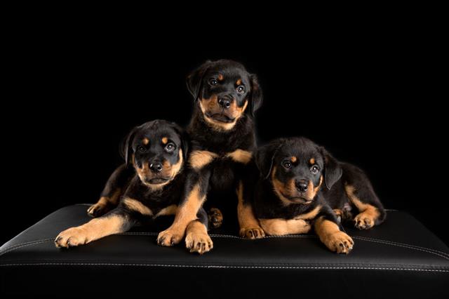 Three Rottweiler Puppies