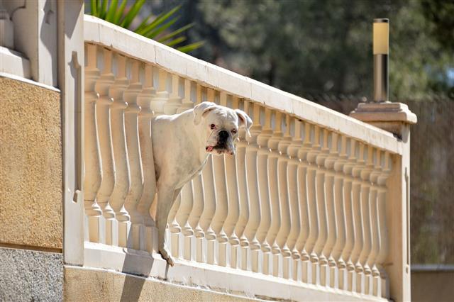 Boxer Dog Peering From Balcony