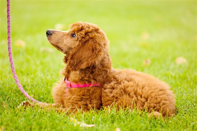 Profile Of A Red Poodle Puppy