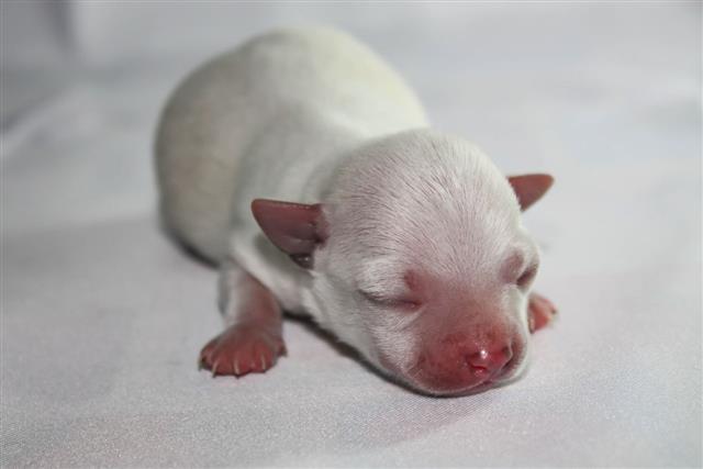 New Born White Chihuahua Dog