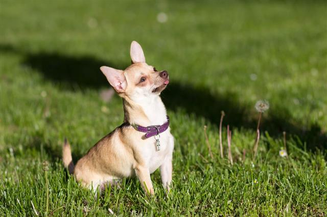 Chihuahua kutya ül felnézett