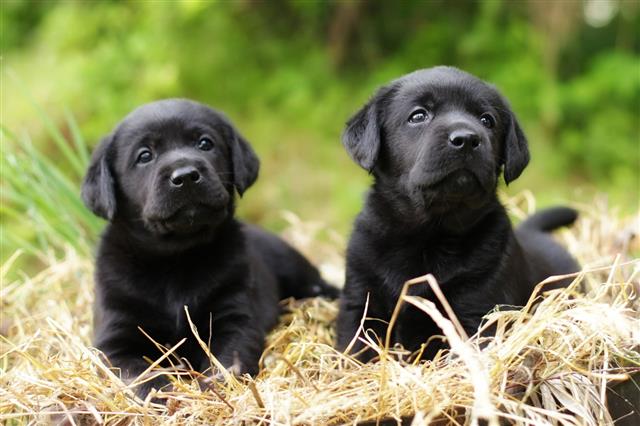 Two Beautiful Purebred Black Puppy