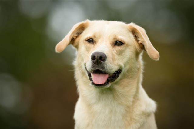 Labrador Retriever Dog