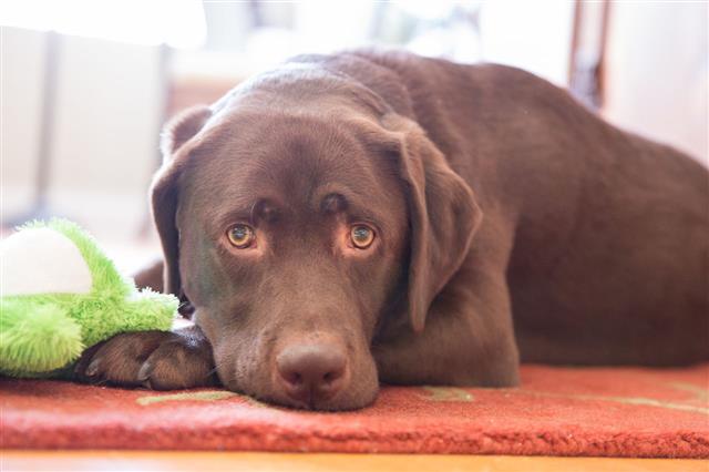 Chocolate Lab Relaxing