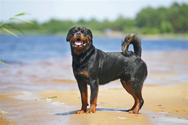 Rottweiler Dog Staying Outdoors