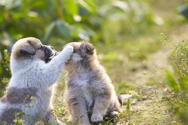 Two Lovely Puppy Playing Outdoor