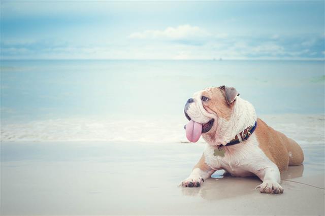 Bulldog Lying On The Beach Background