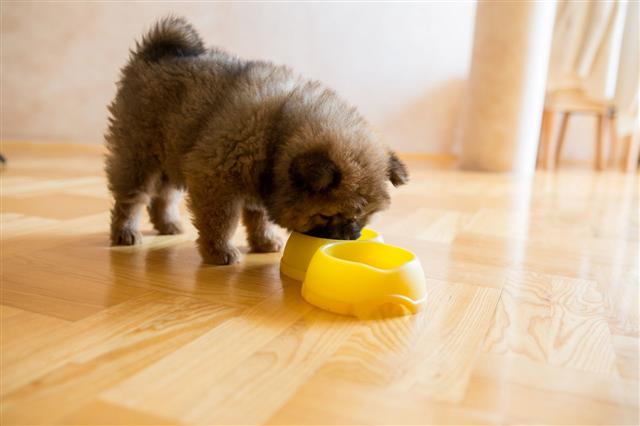 Hungry Chow Chow Puppy Eating