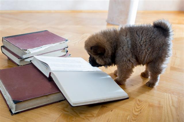 Curious Puppy Reading A Book