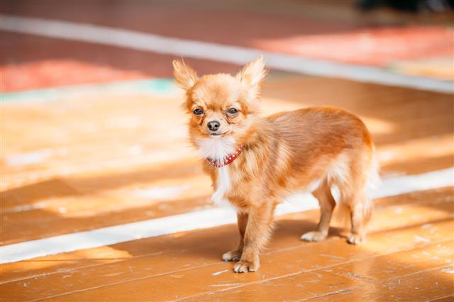 Tiny Chihuahua Dog Staying
