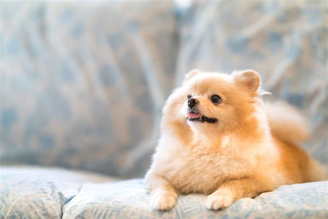 Cute Pomeranian Dog Smiling
