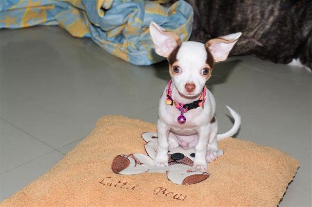 Chihuahua Puppy Sitting On A Pillow
