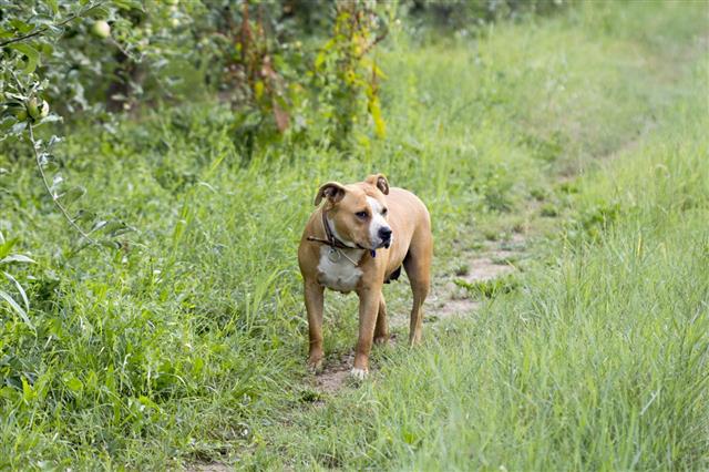 American Staffordshire Terrier In Nature