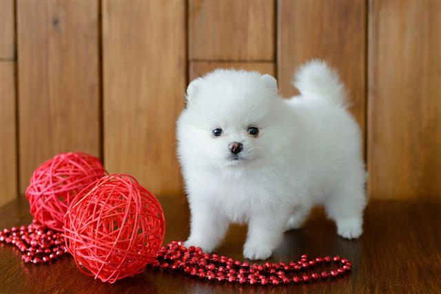 Little Puppy Pomeranian