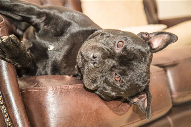 Staffordshire Bull Terrier Lying On Sofa