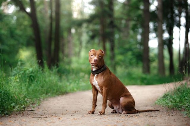 Pit Bull Terrier Dog In The Park