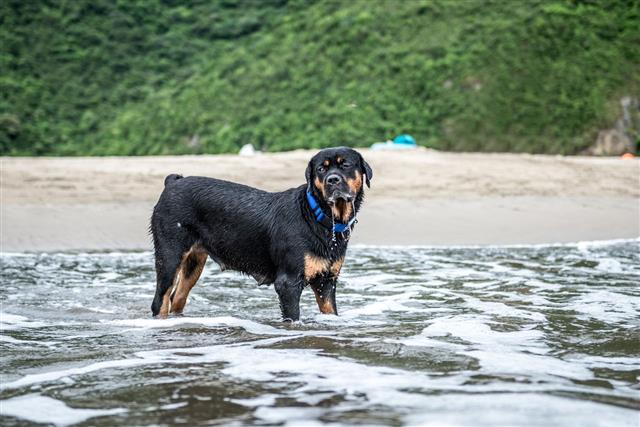 Rottweiler Playing At The Beach