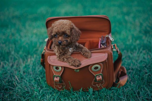 Dog In A Leather Bag