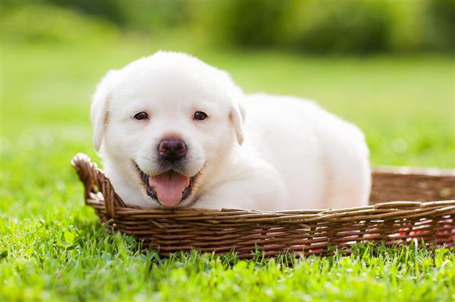 Labrador Puppy In A Basket
