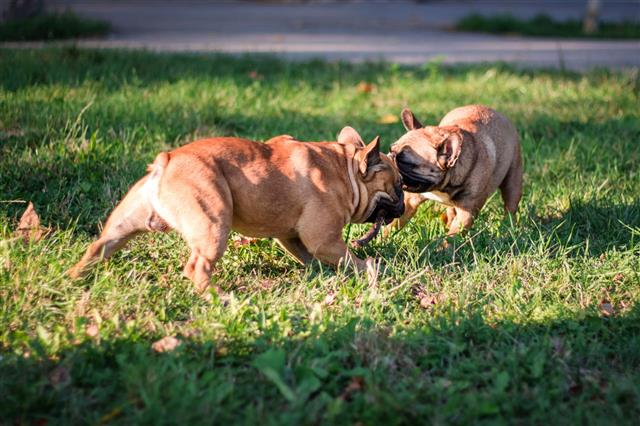 French Bulldogs Playing In Park